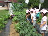 畑の野菜パトロール！「”楽しい”がいっぱいの１学期！！」