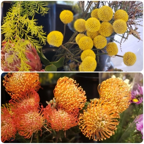 秋の花とドライフラワー 花みずき車尾店のニュース まいぷれ 米子 秋の花とドライフラワー 花みずき車尾店のニュース まいぷれ 米子