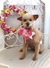 コロくん「わんこと秋桜　🐾」