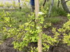 花壇「TOMASEI柳町社屋 花壇」