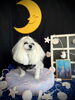 スモモちゃん「お月さまとわんこ🌛＆はじめまして」
