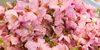 「『桜🌸』フレーバー登場！！」