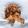 「GWの生活リズムでお疲れモード？🐶愛犬の“おつかれサイン”と休ませポイント」