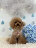 ダリくん「わんこと梅雨☔️」