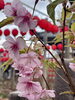 河津桜「本日の境内の様子です」