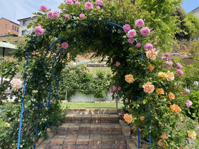 薔薇のアーチ「お外で撮影【ガーデン・カフェ・テラス席で開放感・撮影スポットでお花を楽しむ】」