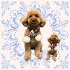 「Dog salon mofu mofu　余市町」