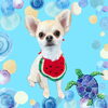 「Dog salon mofu mofu　余市町」