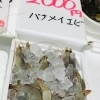 「魚魚市場鮮魚コーナーおすすめは「バナメイエビ」です♪」