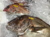 「魚魚市場鮮魚コーナーおすすめは「キンメダイ・地タコ」です♪」