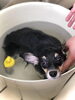 くるみちゃん入浴中〜「はじめまして　^ - ^」