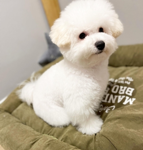 ビションフリーゼ トイプードル トリミング 石狩トリミングサロン Muddydogs Muddy Dogsのニュース まいぷれ 石狩市 ビションフリーゼ トイプードル トリミング 石狩トリミングサロン Muddydogs Muddy Dogsのニュース まいぷれ 石狩市