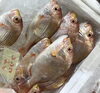 「魚魚市場鮮魚コーナーおすすめは「シビマグロ」です♪」