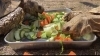 「ヒョウモンリクガメのご紹介♪」