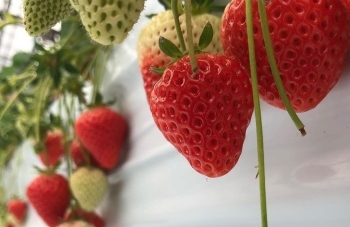 モリヤマファーム 守山農園 佐世保のおすすめスポット まいぷれ 佐世保 モリヤマファーム 守山農園 佐世保のおすすめスポット まいぷれ 佐世保