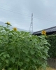 向日葵お持ち帰りして下さい「大暑」