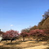 「💐地元紹介💐　～神崎梅園～」