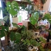 「観葉植物値下げしました」