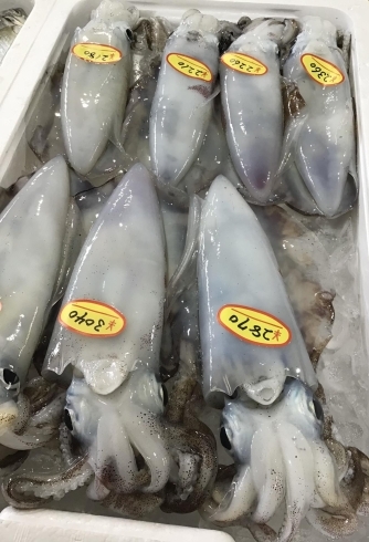 「魚魚市場鮮魚コーナーおすすめは「北海道産ホタテ」です♪」