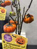 「ハロウィン気分を盛り上げる！ソラナムパンプキン苗やソープフラワーで思い出作りを」
