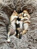 卒業生「今日のねこ🐈‍⬛　仲良しの日☺️」