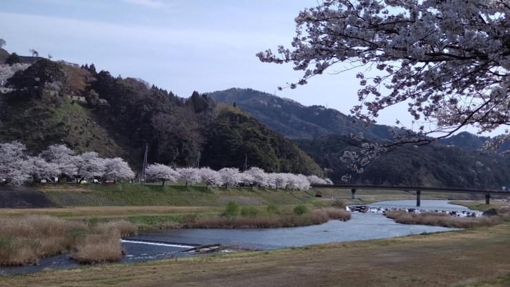 「☆桜満開☆史跡と桜並木☆広瀬町☆」