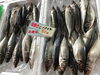 「魚魚市場鮮魚コーナーおすすめは「イサキ」です♪」