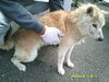 「【西条市三芳1507番地付近】迷い犬を保護しています！（※せとうちバス／三芳南条停留所近辺）」