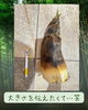 旬の味覚！採れたてタケノコ「ご家族様からいただいた立派なタケノコで、旬のたけのこご飯を楽しみました」