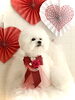 寿ちゃん／シャンプーコース「Happy Valentine ♡」