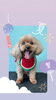 「Dog salon mofu mofu　余市町」