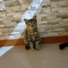 新しいご家族の元へ