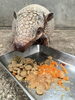 モグモグしっかり食べます「ムツオビアルマジロのショウタロウ」