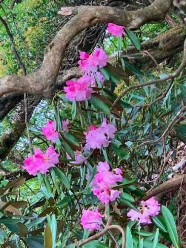 天城山のシャクナゲ「初夏のにこにこ😊　【白井市訪問介護・相談支援】」