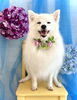 おまけ　　SmileＣＯＣＯちゃん「わんこと紫陽花」