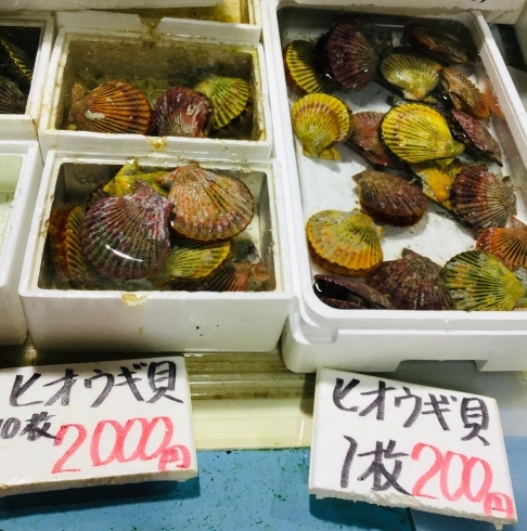 西海物産館 魚魚市場鮮魚コーナーおすすめ商品は 赤マテ貝 です 魚魚の宿のニュース まいぷれ 佐世保 西海物産館 魚魚市場鮮魚コーナーおすすめ商品は 赤マテ貝 です 魚魚の宿のニュース まいぷれ 佐世保
