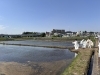 「⛩️横浜三支部 御田植祭⛩️」
