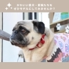 「バロ蕨店【モデル犬・モデル猫募集のご紹介】」