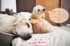 「みんなで介護【犬社会でも助け合い♪】」
