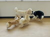 「プレイルームで犬同士のごあいさつ♪ 社会化トレーニングの様子」