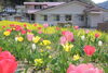 チューリップも地域の方のお陰です。「菜の花がやっと見栄え良くなりました。」