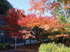 錫杖湖の紅葉３「紅葉を求めて　津市内その３」
