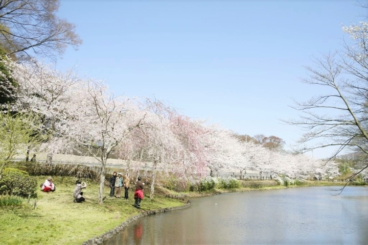花島公園 千葉市花見川区 お花見するならここ 千葉 船橋 市川 習志野の 桜 特集 21年 まいぷれ 千葉市 花島公園 千葉市花見川区 お花見するならここ 千葉 船橋 市川 習志野の 桜 特集 21年 まいぷれ 千葉市