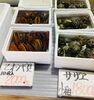 「魚魚市場鮮魚コーナーおすすめは「サザエ」「ヒオウギ貝」です♪」