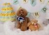 Happybirthdayポワンくん「Anniversaryphoto　(*^-^*)」