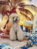 桃ちゃん「サンセットビーチ🏖️」