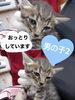 「里親募集のお知らせ〜里親さんが見つかりました〜」