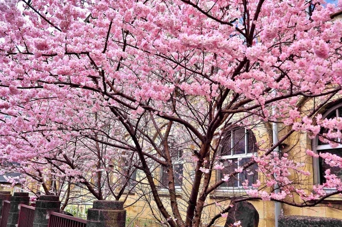 卒業生に贈る早咲きの桜で、全国の小中学校に神奈川県南足柄市在住の古屋富雄さんがプレゼントしている桜です