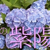 岐阜の紫陽花（あじさい）情報