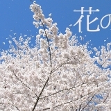岐阜県のお花見～『花の名所』